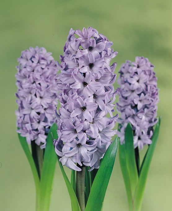 Delfts Blue