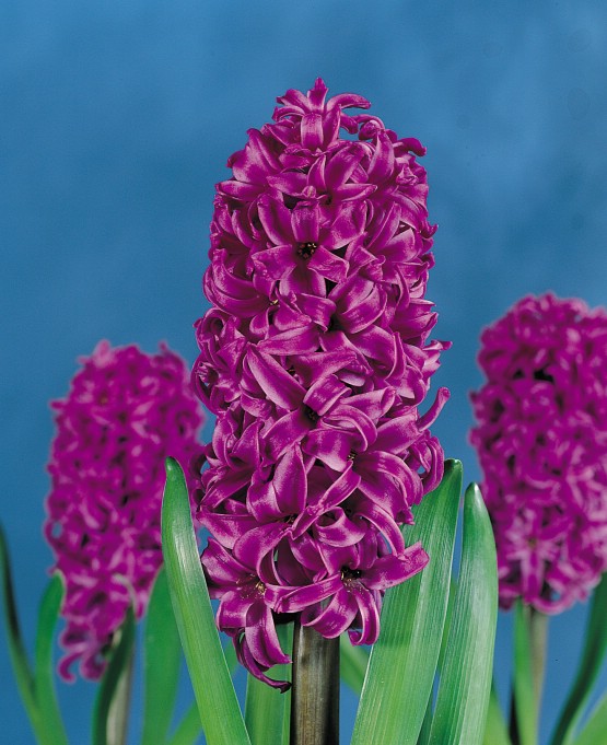 Purple Sensation