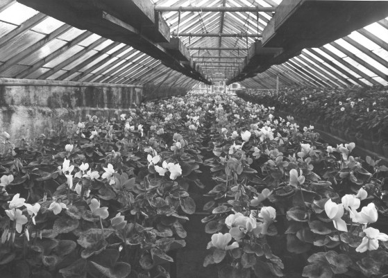 Cyklamen 1946